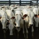 Exportações de carne bovina registram melhor fevereiro da história