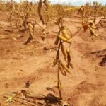 Acre teve 8 municípios com risco moderado de seca na agricultura familiar em fevereiro